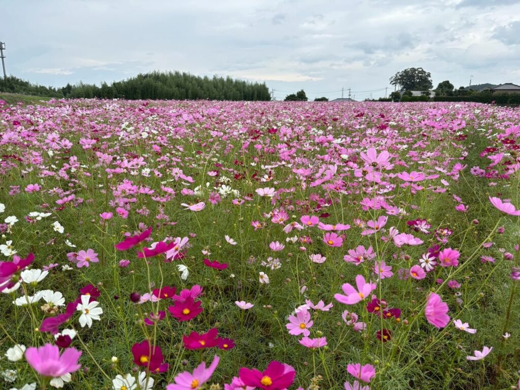 中津のコスモス畑